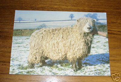 Dartmoor Sheep