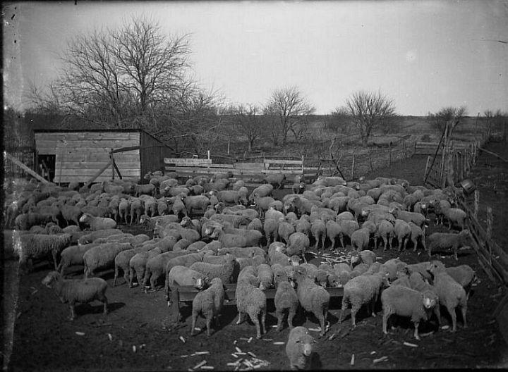 Deep Farm Sheep