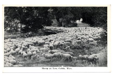 Deep Sheep 26 B