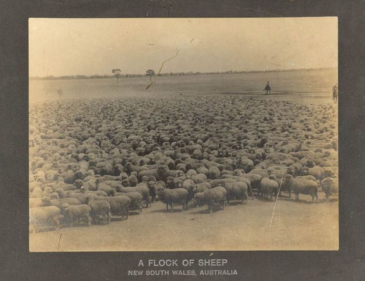 Deep Sheep 30