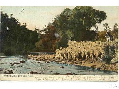 Deep Sheep at the River