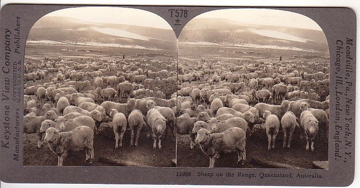 Deep Sheep in Australia