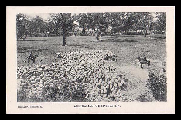 Deep Sheep in Australia1