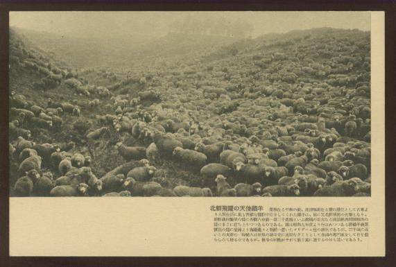 Deep Sheep in Korea