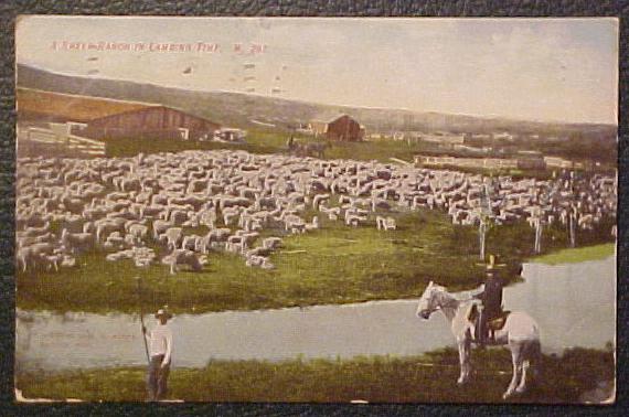 Deep Sheep in Montana Canada