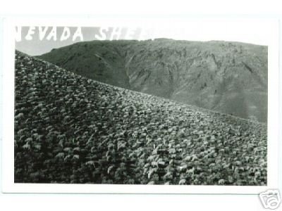 Deep Sheep in Nevada