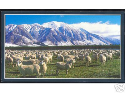 Deep Sheep in New Zeland