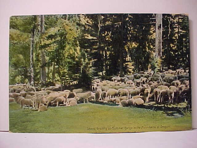 Deep Sheep in Oregon