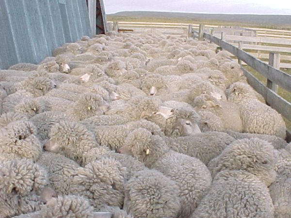 Deep Sheep in the Faulklands