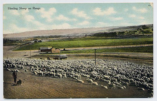 Deep Sheep Near Yellowstone