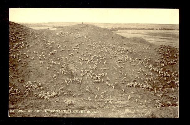 Deep Sheep on the Rocky Mountains