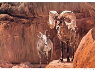Desert Ram and Ewe