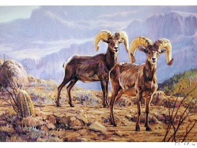 Desert Rams