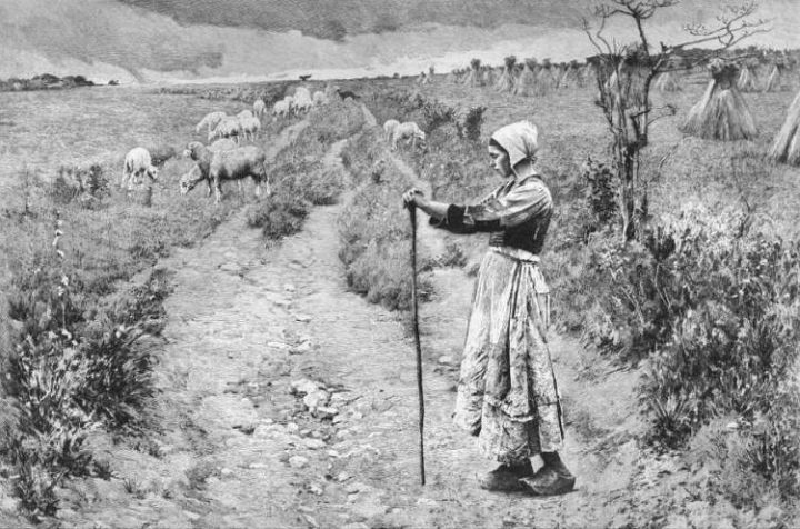 Determined Shepherdess with Sheep
