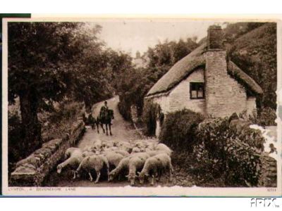 Devonshire Sheep