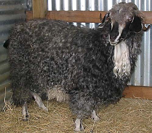 Diane Black Angora Goat