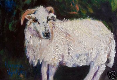Dingle Penninsula Sheep