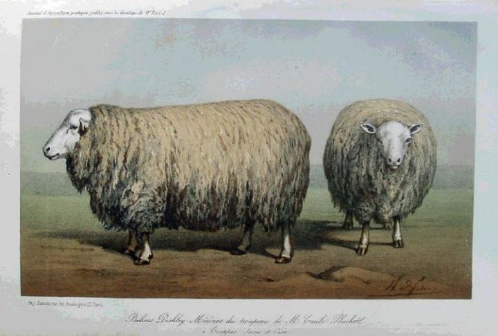 Dishley Sheep France