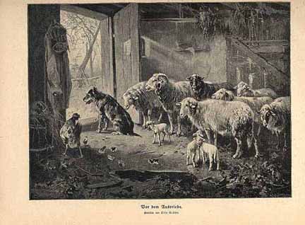 Dog Guarding Sheep in Barn