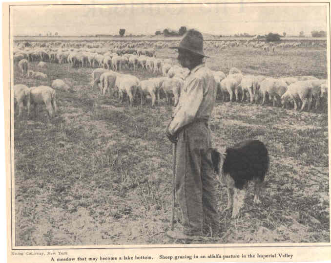 Dog with Shepherd and Sheep