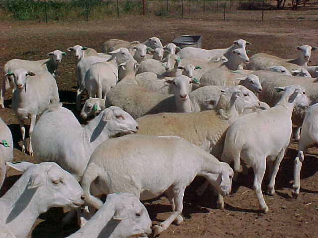 Dorpcroix Sheep