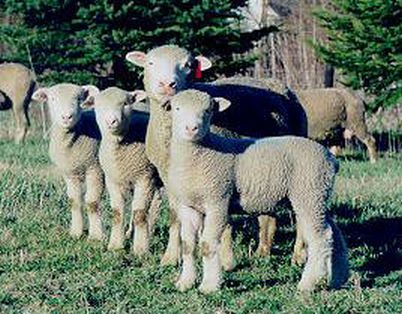 Dorset Ewe with Lambs