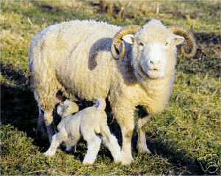 Dorset Horn Ewe with Lamb