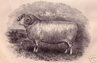 Dorset Horn Ram