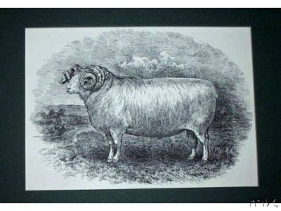 Dorset Horn Ram1