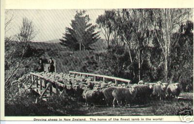 Driving Sheep in New Zealand Over a Bridge
