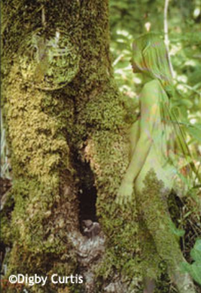 Dryad Merging Into Tree