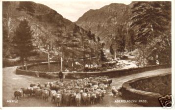 Early Aberglaslyn Pass Sheep