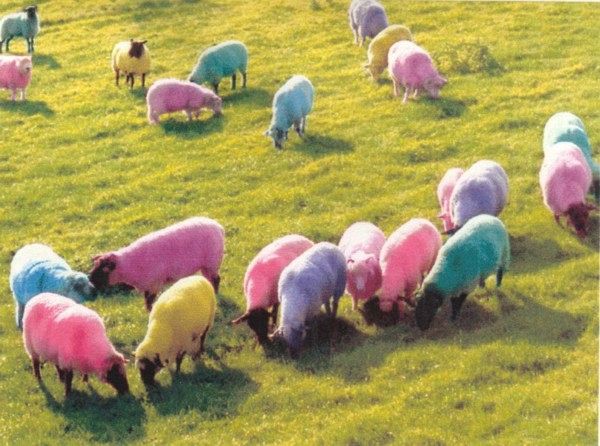 Easteregg Sheep