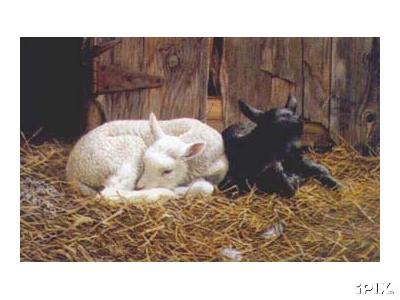 Ebony and Ivory Sheep