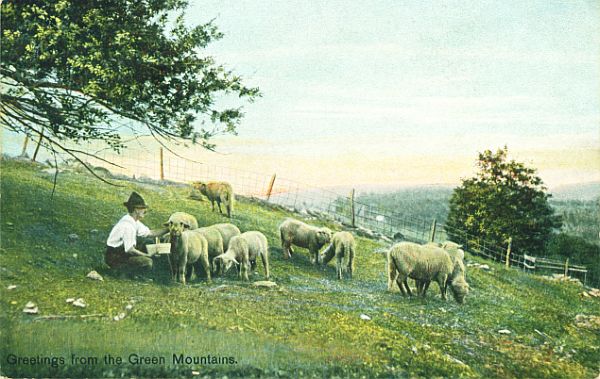 Edwardian PC Shepherd and Sheep Green Mountains USA