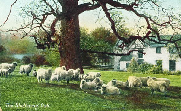 Edwardian Postcard Sheep and the Sheltering Oak