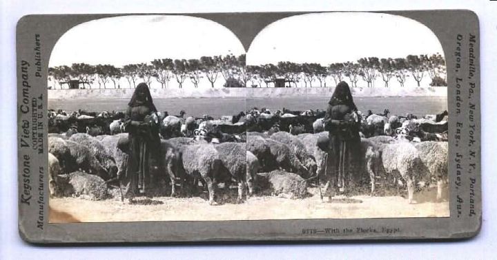 Egyptian Shepherdess with Sheep