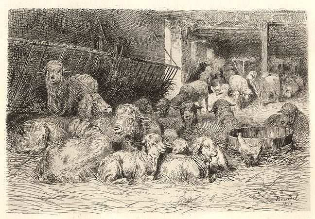 Engraving Ewes Lambs