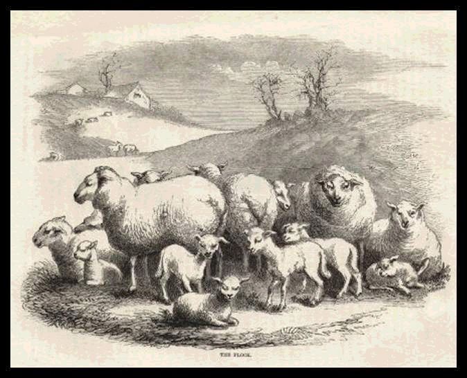 Engraving Ewes with Lambs