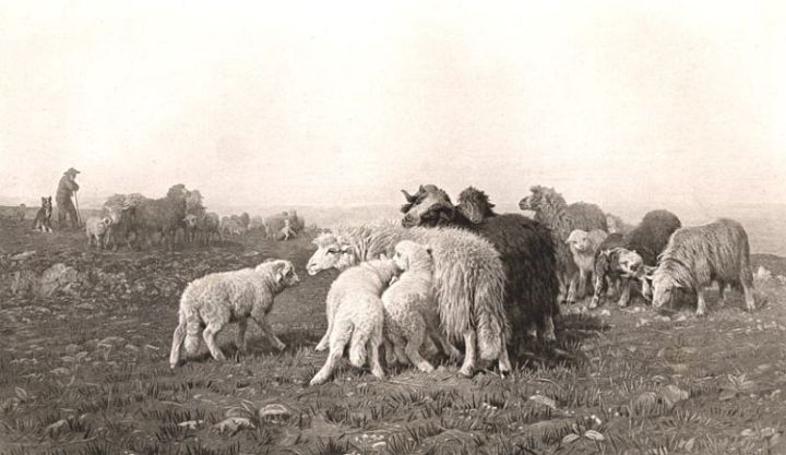 Engraving Sheep with Shepherd and Dog