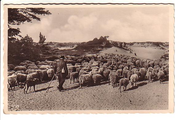 Estonian Shepherd and Sheep