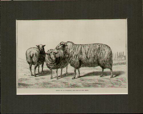 Etching 2 Ewes and a Ram
