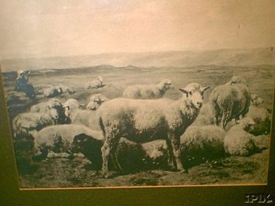 European Sheep Print