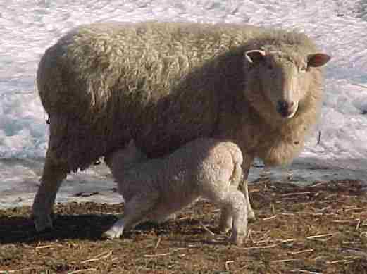 Ewe and Child