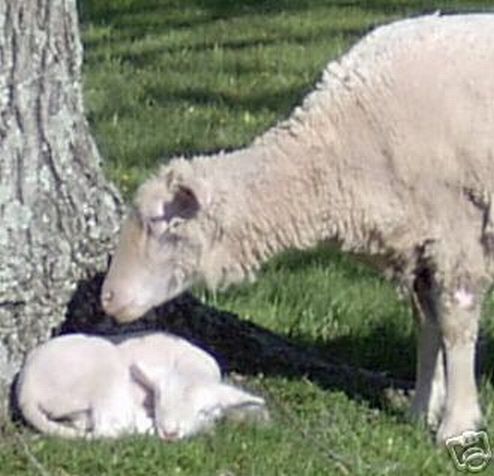 Ewe and Lamb Mother and Son