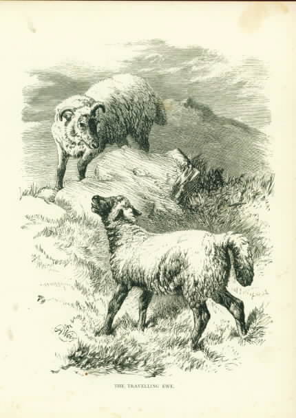 Ewe and Lamb on the Hillside