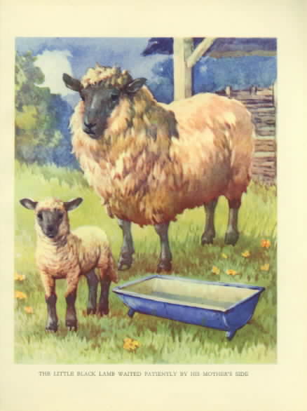 Ewe and Son