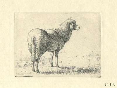 Ewe Engraving