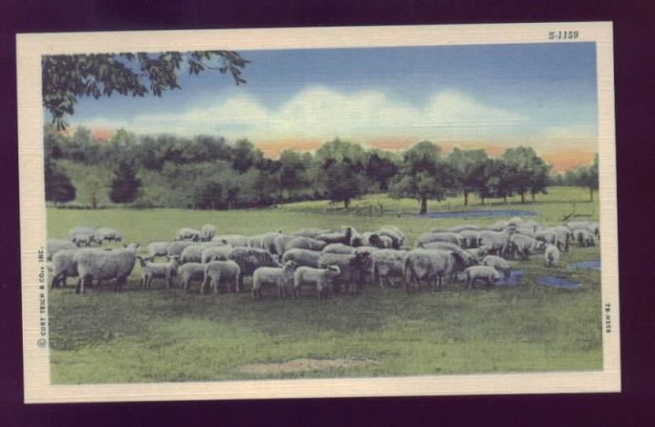 Ewe Flock in Spring