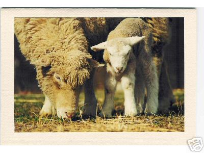 Ewe Grazing with Lamb
